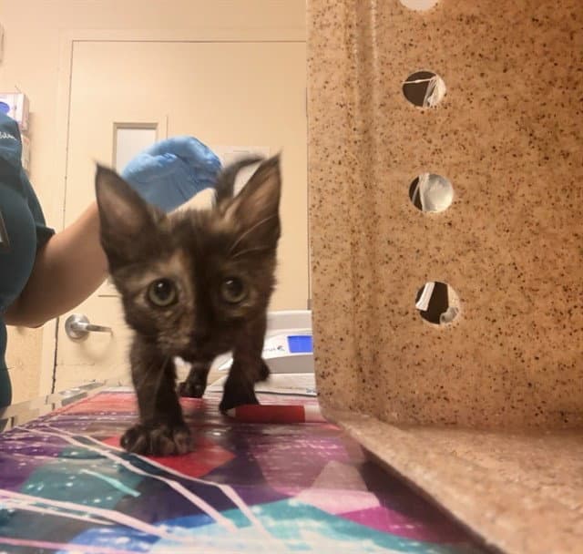 Teenie Tort - Domestic Short Hair
