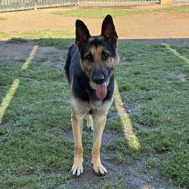 Archer - German Shepherd Dog