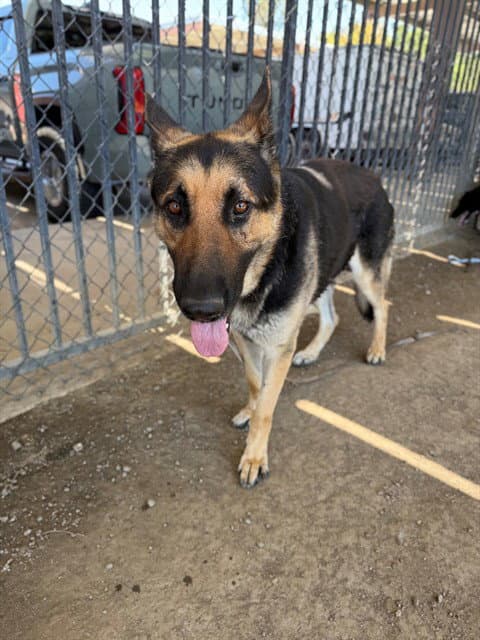 Archer - German Shepherd Dog