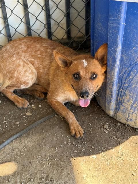 Renee - Australian Cattle Dog/Blue Heeler