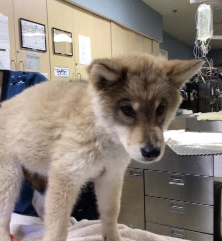 Unknown - Siberian Husky