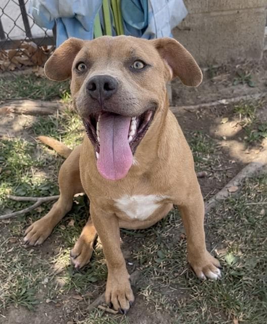 Dingo - Pit Bull Terrier