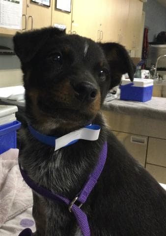 Oreo - Australian Cattle Dog/Blue Heeler