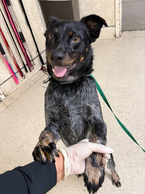 Oreo - Australian Cattle Dog/Blue Heeler