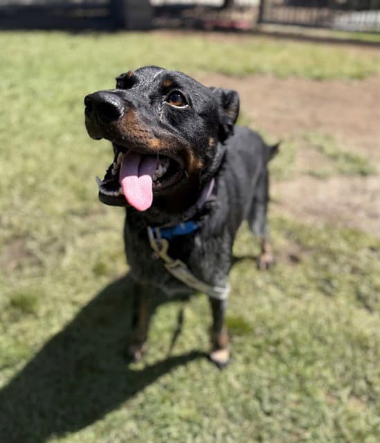Oreo - Australian Cattle Dog/Blue Heeler