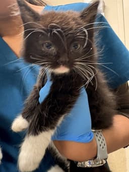 Oreo image 1