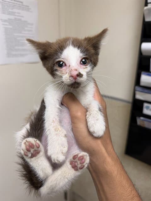 Frappe - Domestic Short Hair