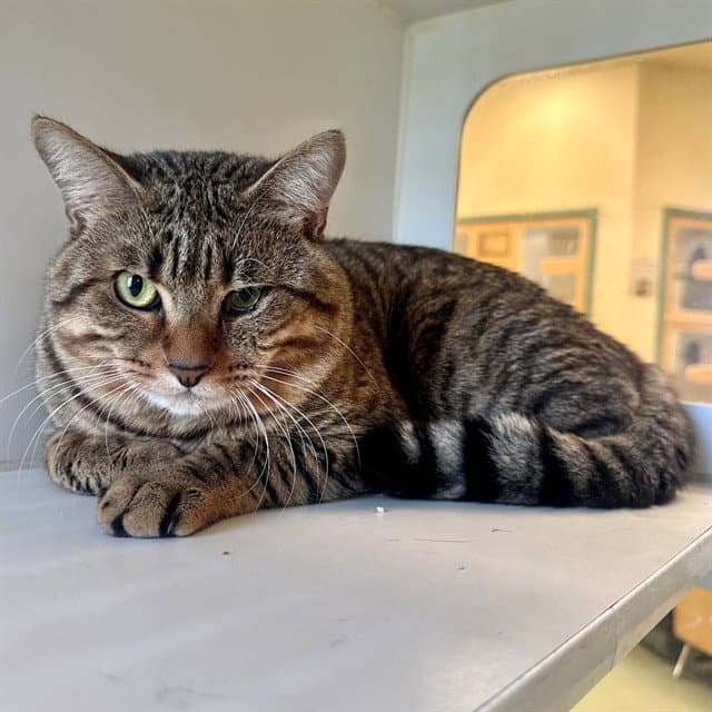 Kenai - Domestic Short Hair