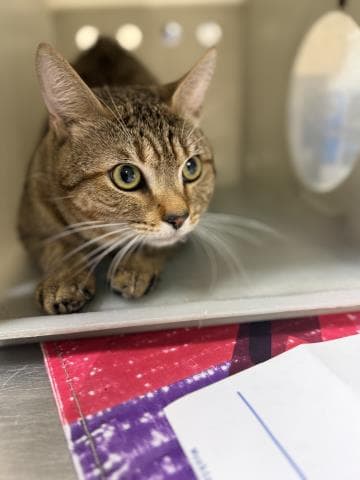 Koda - Domestic Short Hair