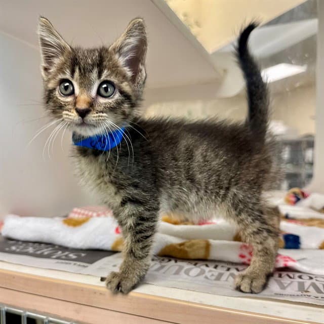 Aka - Domestic Short Hair