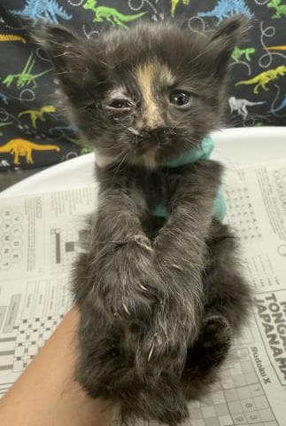 Munchkin - Domestic Short Hair