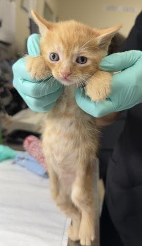 Billy - Domestic Short Hair