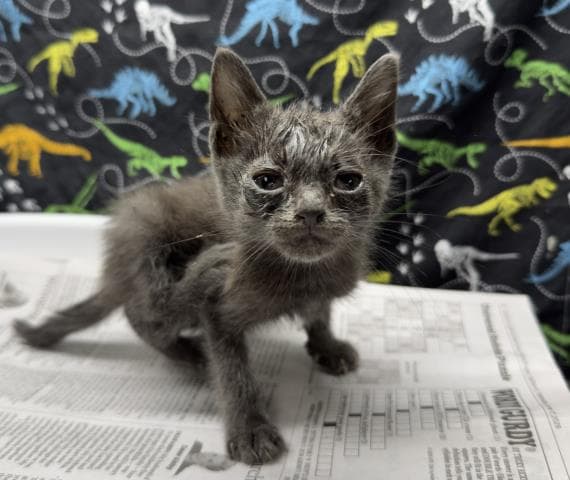 Hillary - Domestic Short Hair