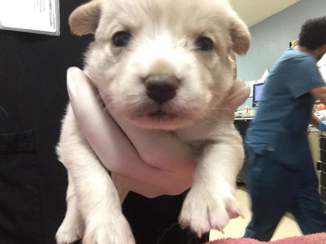 Angel - German Shepherd Dog