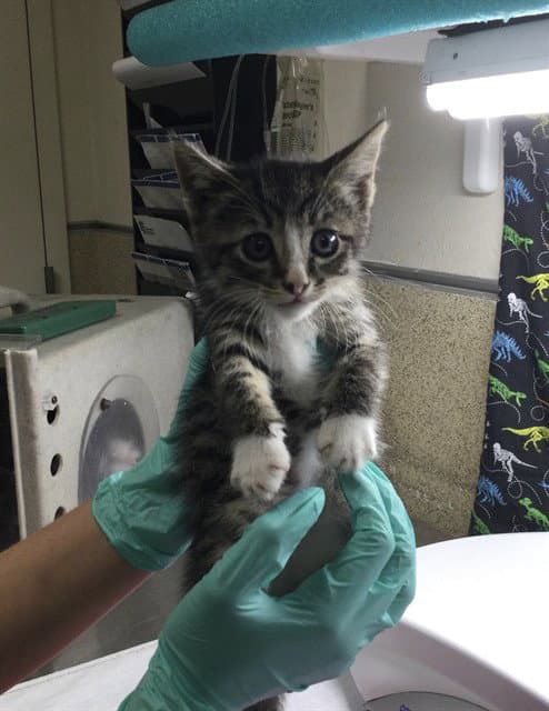Oreo - Domestic Short Hair