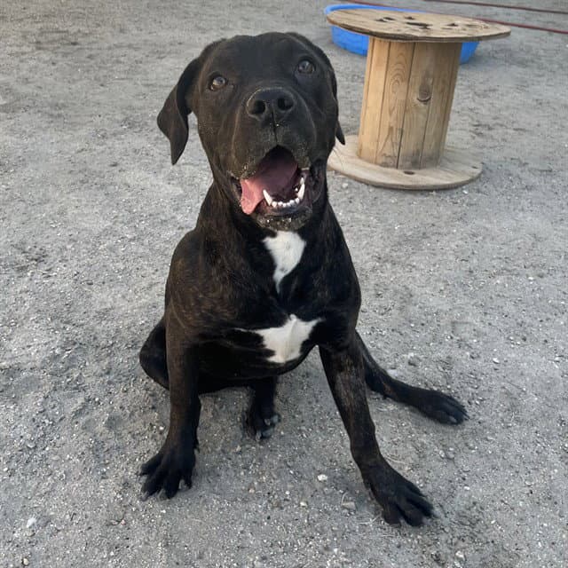 Moosey - Pit Bull Terrier