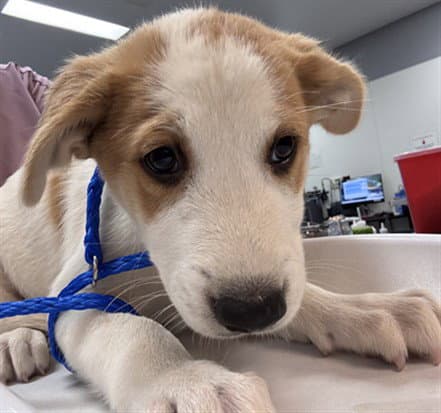 Dillion - Labrador Retriever