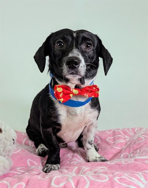 Skipper - Rat Terrier