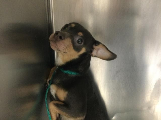 Unknown - Chihuahua