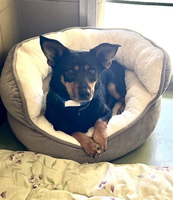 Valley - Miniature Pinscher