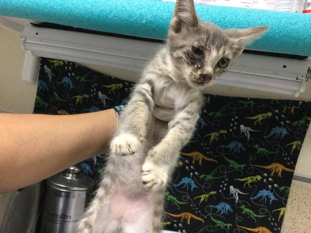 Drax - Domestic Short Hair