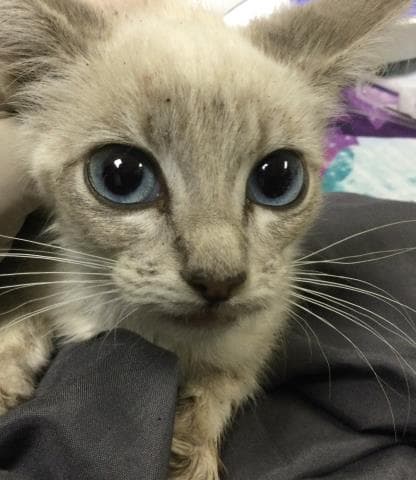Gamora - Domestic Short Hair