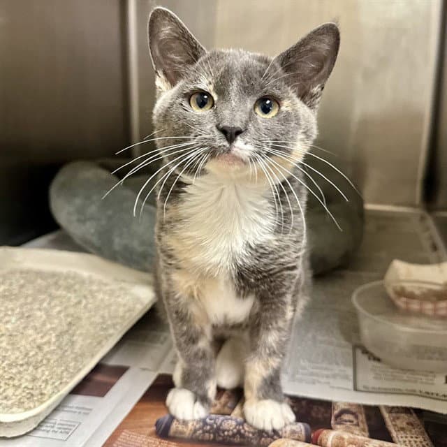 Serenity - Domestic Short Hair