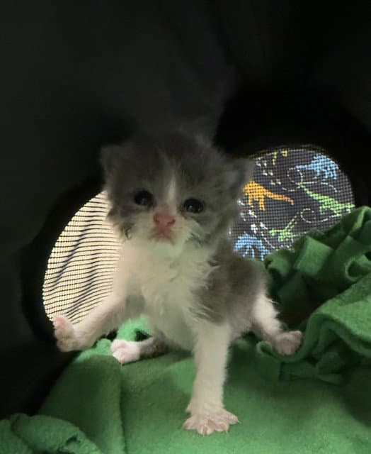 Olive - Domestic Short Hair