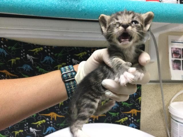 Unknown - Domestic Short Hair