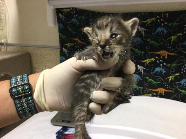 Unknown - Domestic Short Hair
