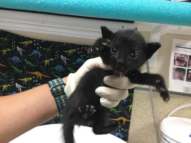 Unknown - Domestic Short Hair