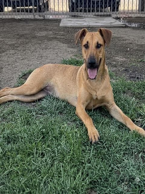 Piper - German Shepherd Dog