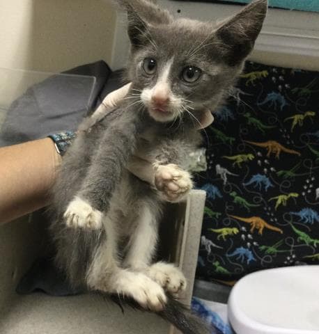 Rocket - Domestic Short Hair