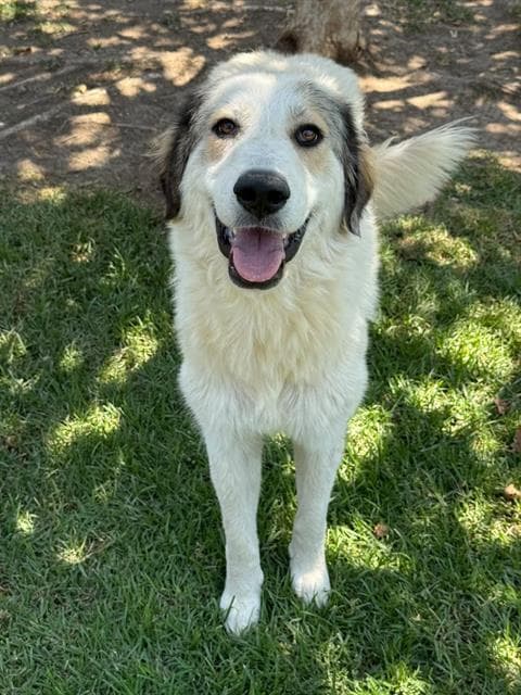 Emma Frost - Great Pyrenees