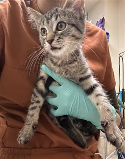Annie - Domestic Short Hair