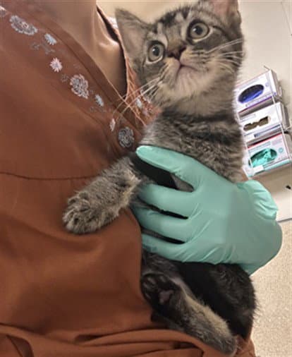 Angel - Domestic Short Hair
