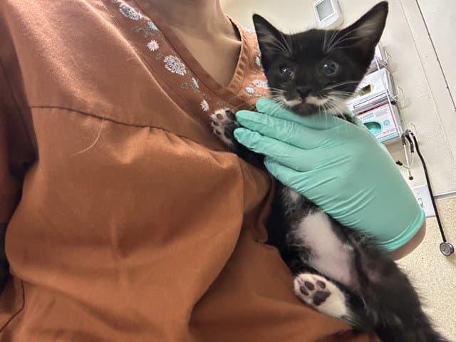 Mrmustache - Domestic Short Hair