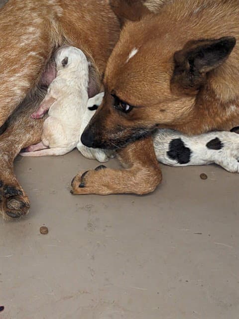 Unknown - Australian Cattle Dog/Blue Heeler