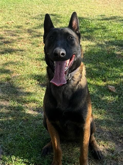 Mako - Belgian Shepherd Malinois
