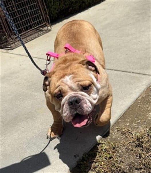 Sweet Potato - Bulldog