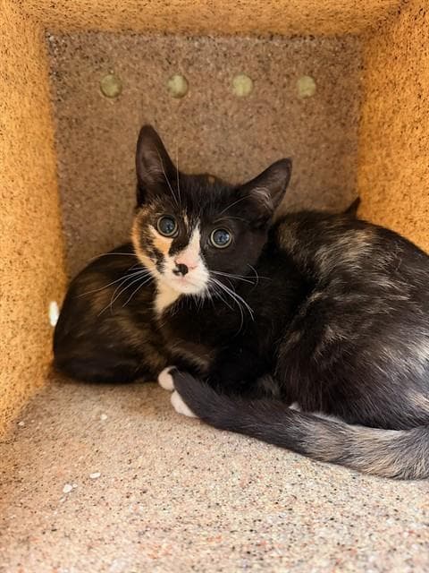 Baby - Domestic Short Hair