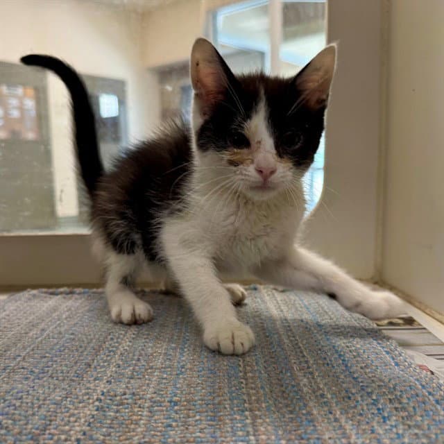 Karen - Domestic Short Hair