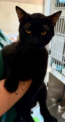 Bagheera image 1