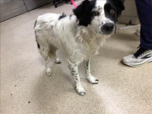 Keko - Australian Shepherd