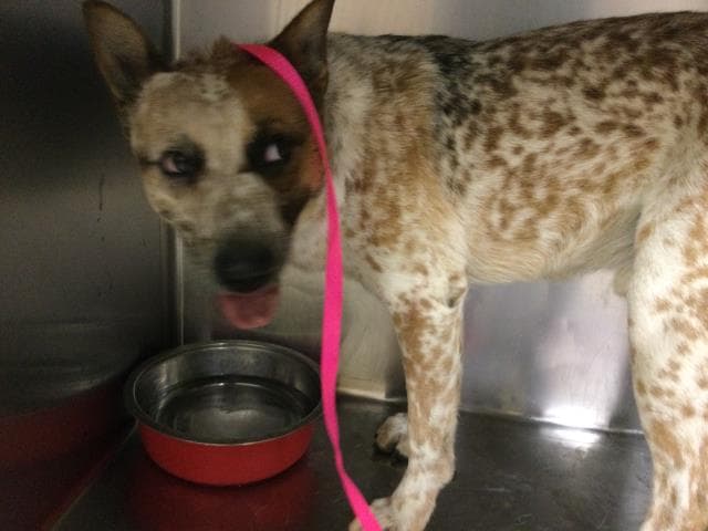 Shy Guy - Australian Cattle Dog/Blue Heeler