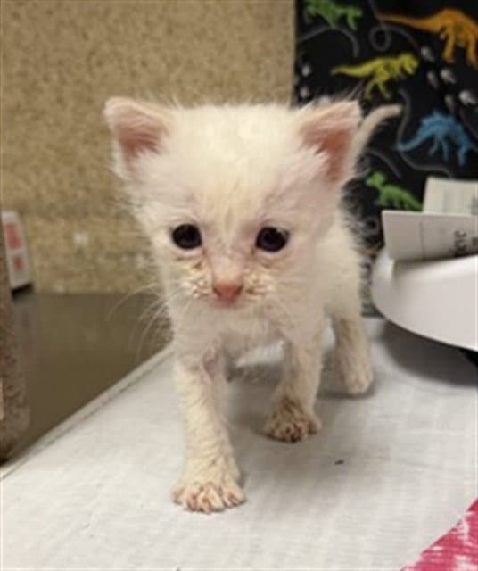Unknown - Domestic Short Hair