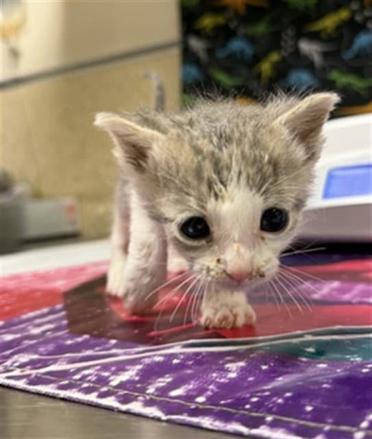 Unknown - Domestic Short Hair