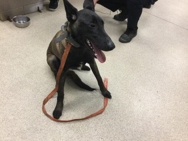Kilo - Belgian Shepherd Malinois