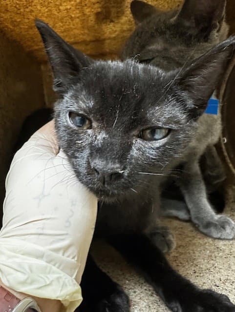 Unknown - Domestic Short Hair