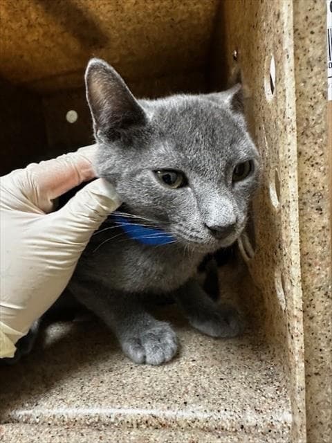 Unknown - Domestic Short Hair